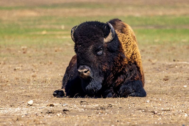 Families Should Make Time For The Buffalo Sighting