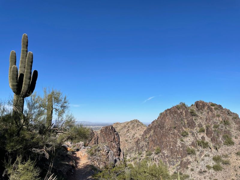 Desert Wildlife Encounters