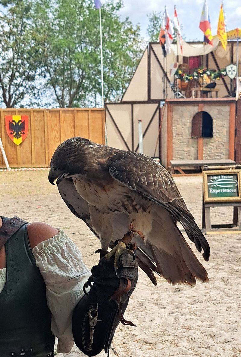 Family-Friendly Fun With Rides, Games, And Bird Shows