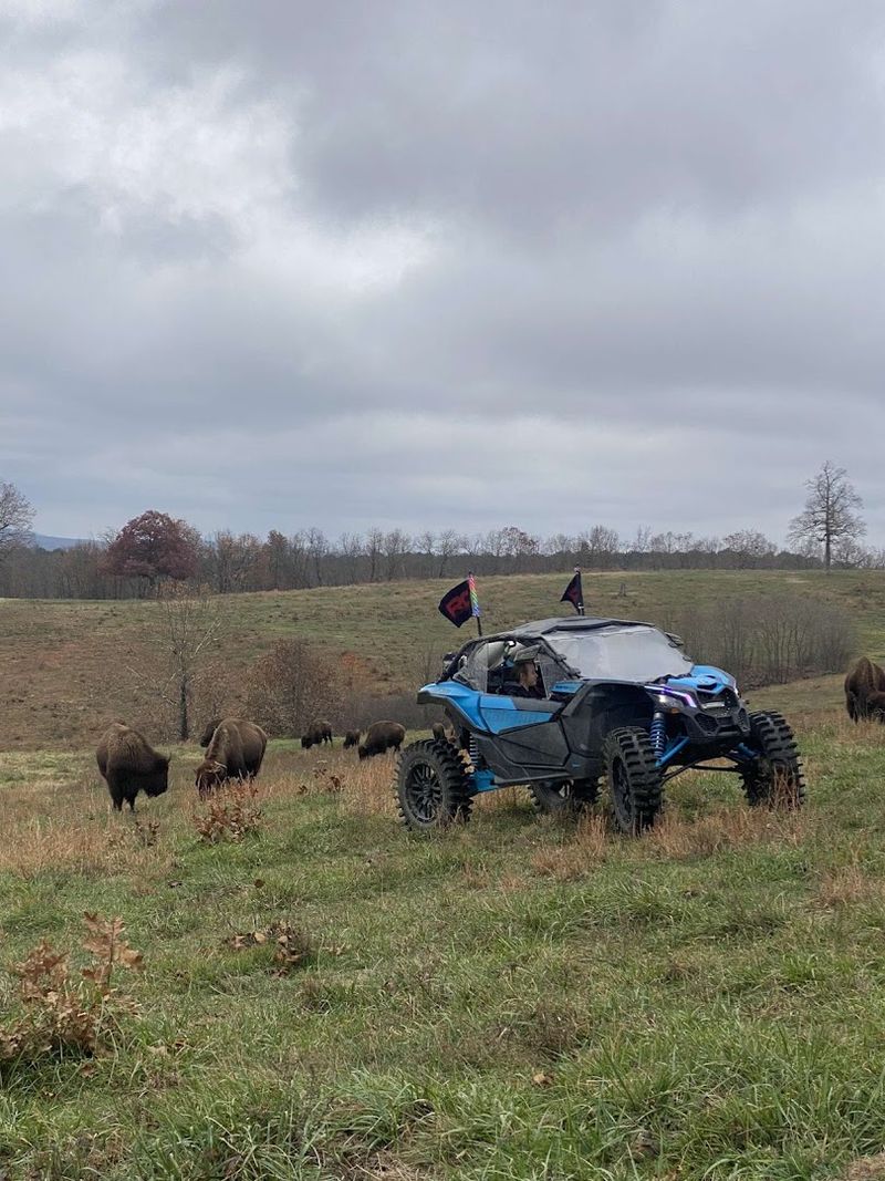 Sunset Drives Among Silhouetted Bison Herds