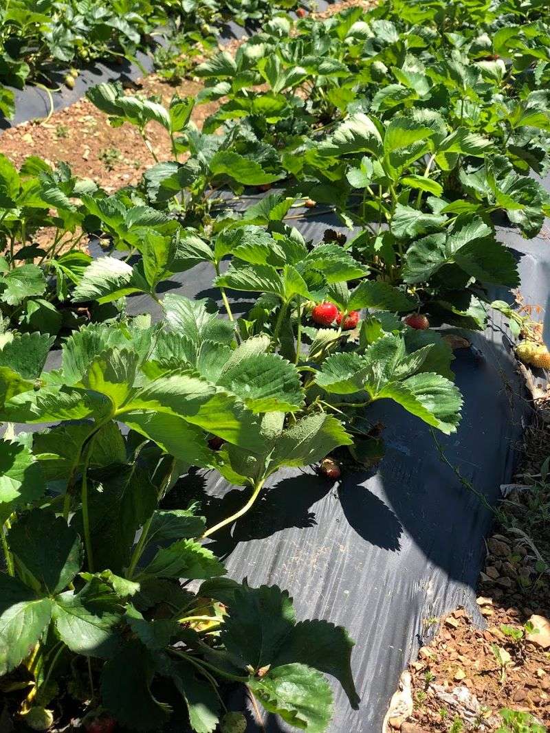 U Pick Rows Offer Fresh Berries Straight From The Vine
