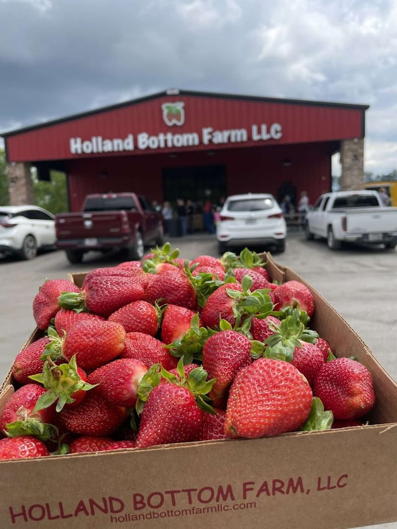 Fresh Harvests That Sell Out Daily