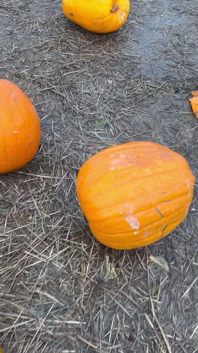 Family Roots Behind All The Fall Fun Family Roots Behind All The Fall Fun