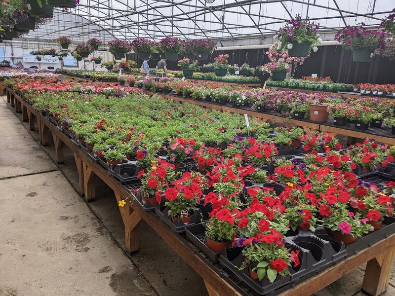 Rows Of Flowering Annuals Perennials And Hardy Shrubs
