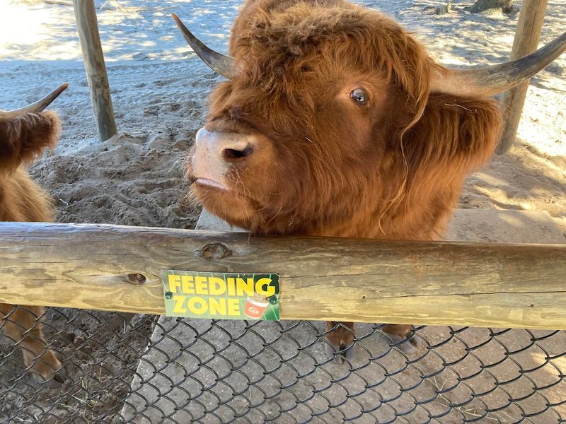 Farm Animal Feeding Zones Bring Barnyard Joy