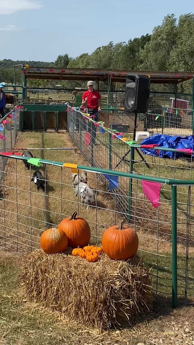 Farm Animals Add Plenty Of Personality