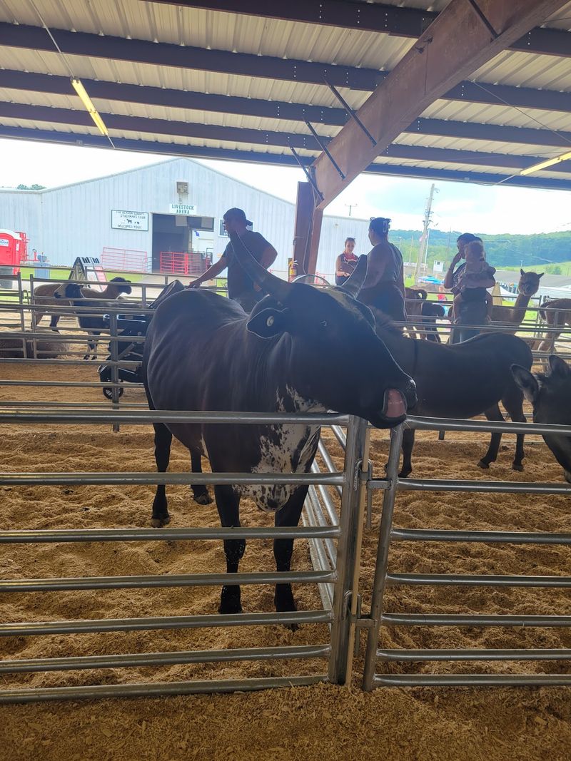 Farm Animals And 4-H Fun