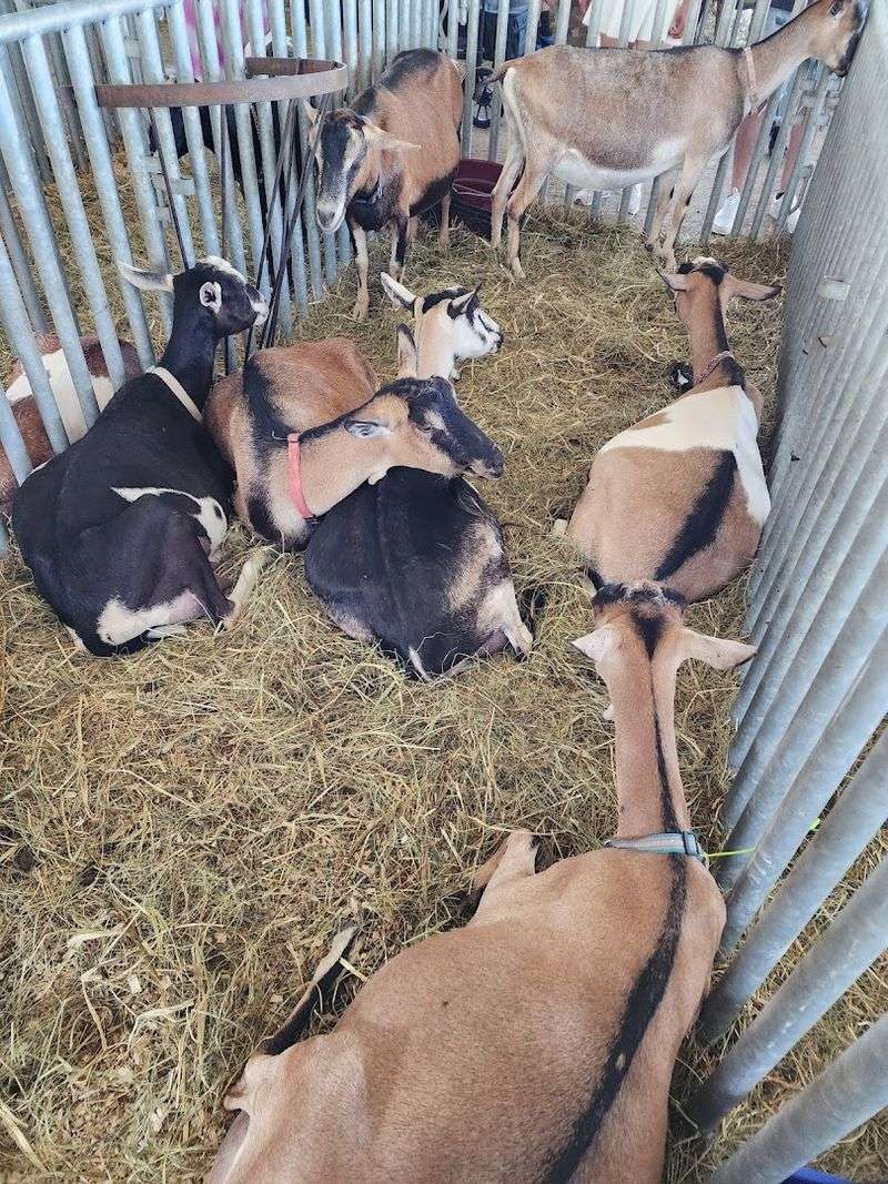 Farm Animals And A Petting Zoo
