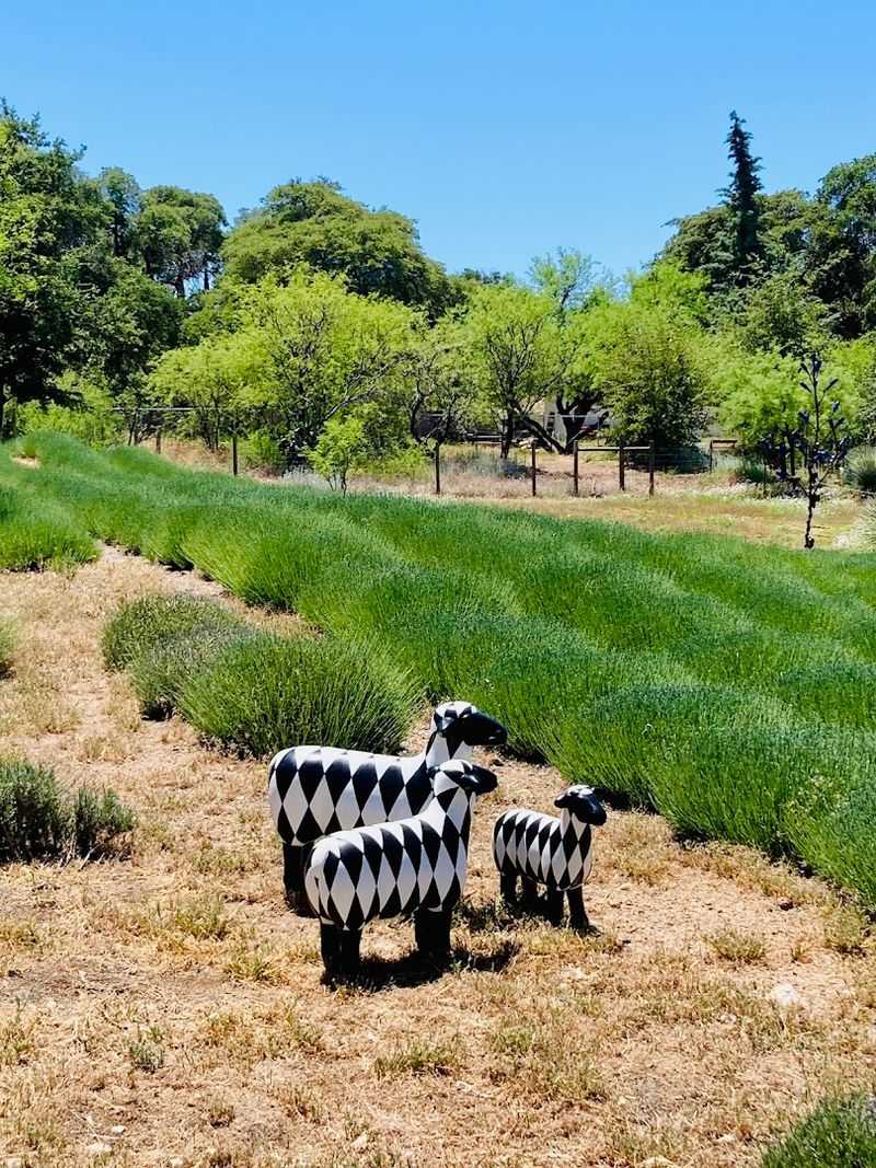 Farm Animals And Family Fun