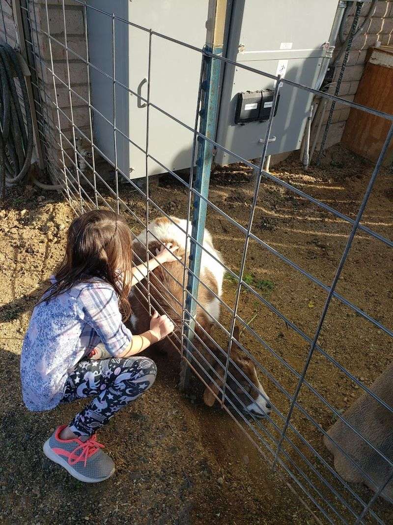 Farm Animals And Kid-Friendly Fun Farm Animals And Kid-Friendly Fun