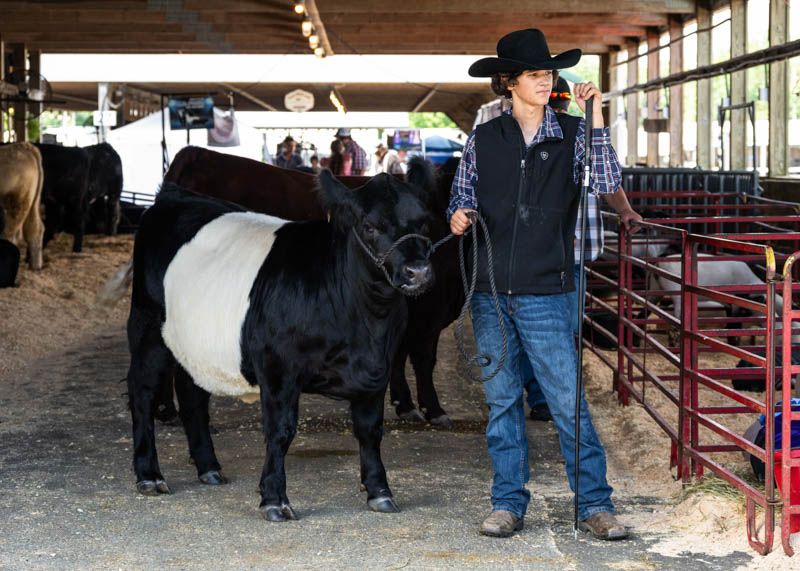 Farm Animals And Livestock Competitions