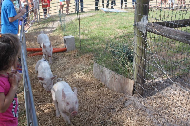 Farm Animals Provide Hands-On Education And Endless Entertainment
