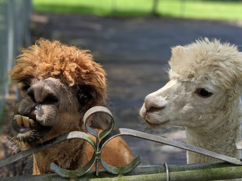 Farm Animals That Make Every Morning Feel Like A Gift Farm Animals That Make Every Morning Feel Like A Gift