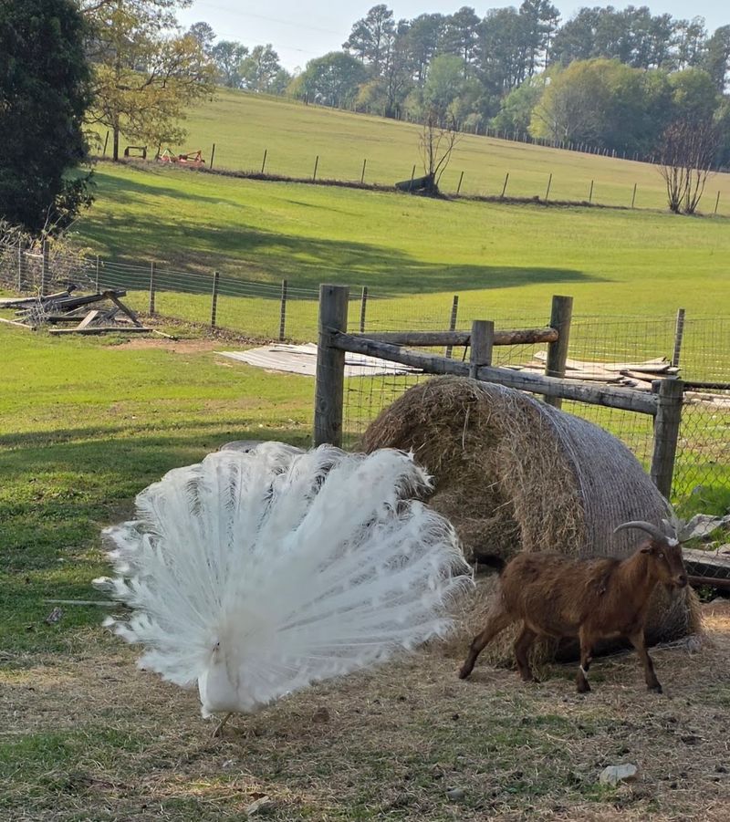 Farm Animals That Turn The Wait Into A Highlight