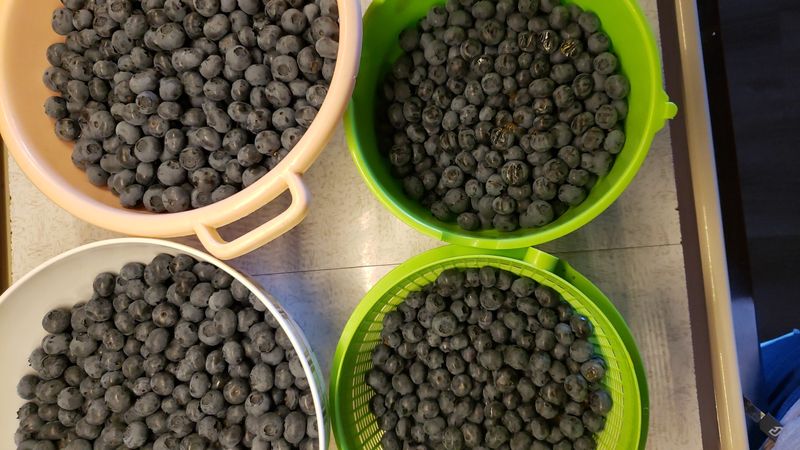 Farm-Fresh Blueberries