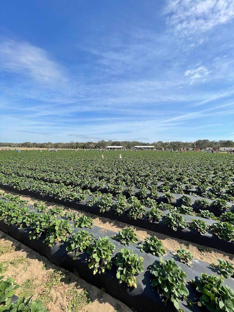 The Farm's Location In Clermont Makes It An Easy Day Trip From Orlando