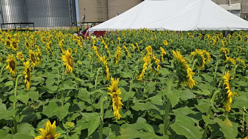 Farm Stand Finds: Honey, Merchandise, and More