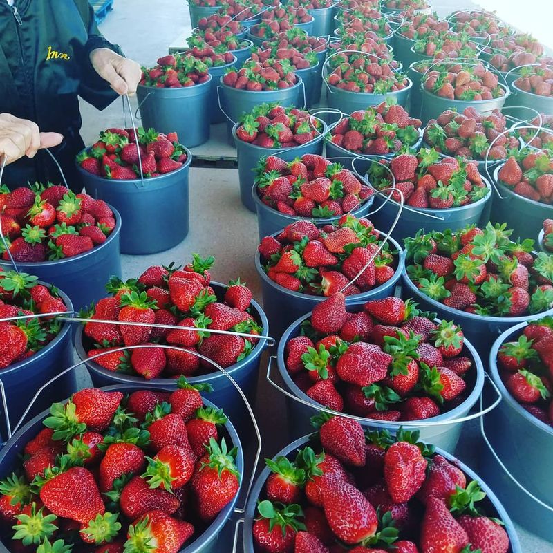 Springtime Rows Filled With Bright Red Fruit