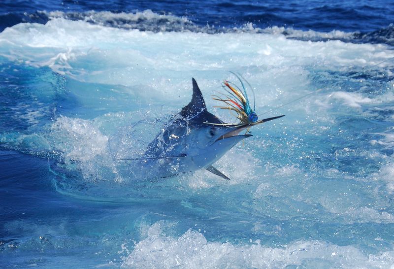 Marlin: Magnificent but Menacing