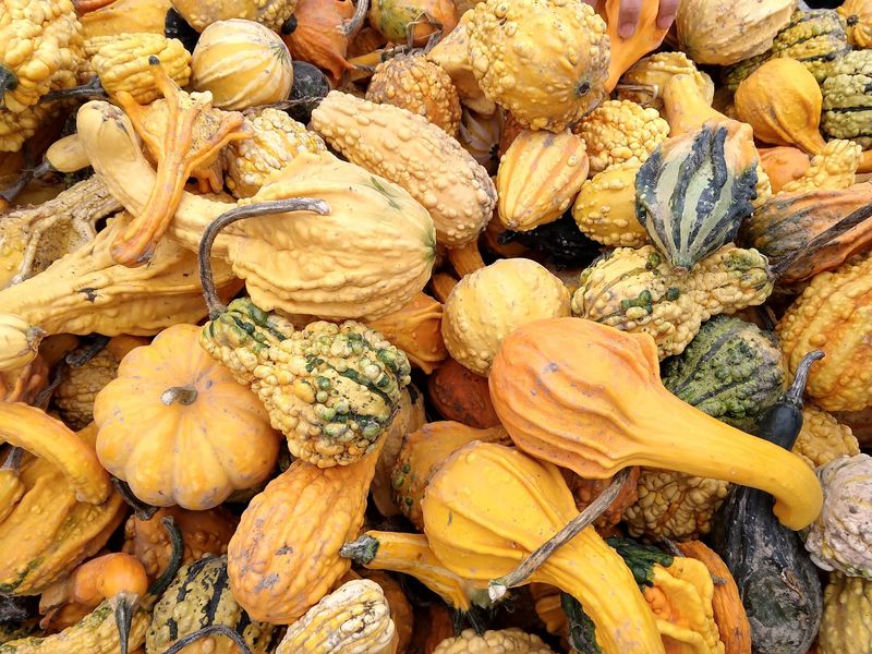 Farmer Mark's Many Kinds of Pumpkins Farmer Mark's Many Kinds of Pumpkins