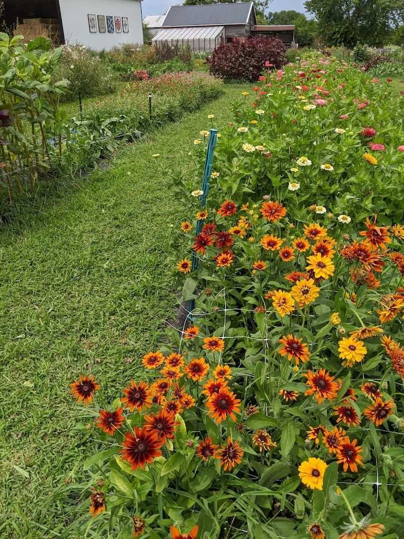 Farmhouse Blooms, Camden, OH