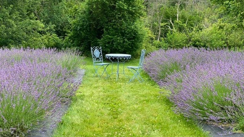 Nettle Creek Lavender Farm, Morris