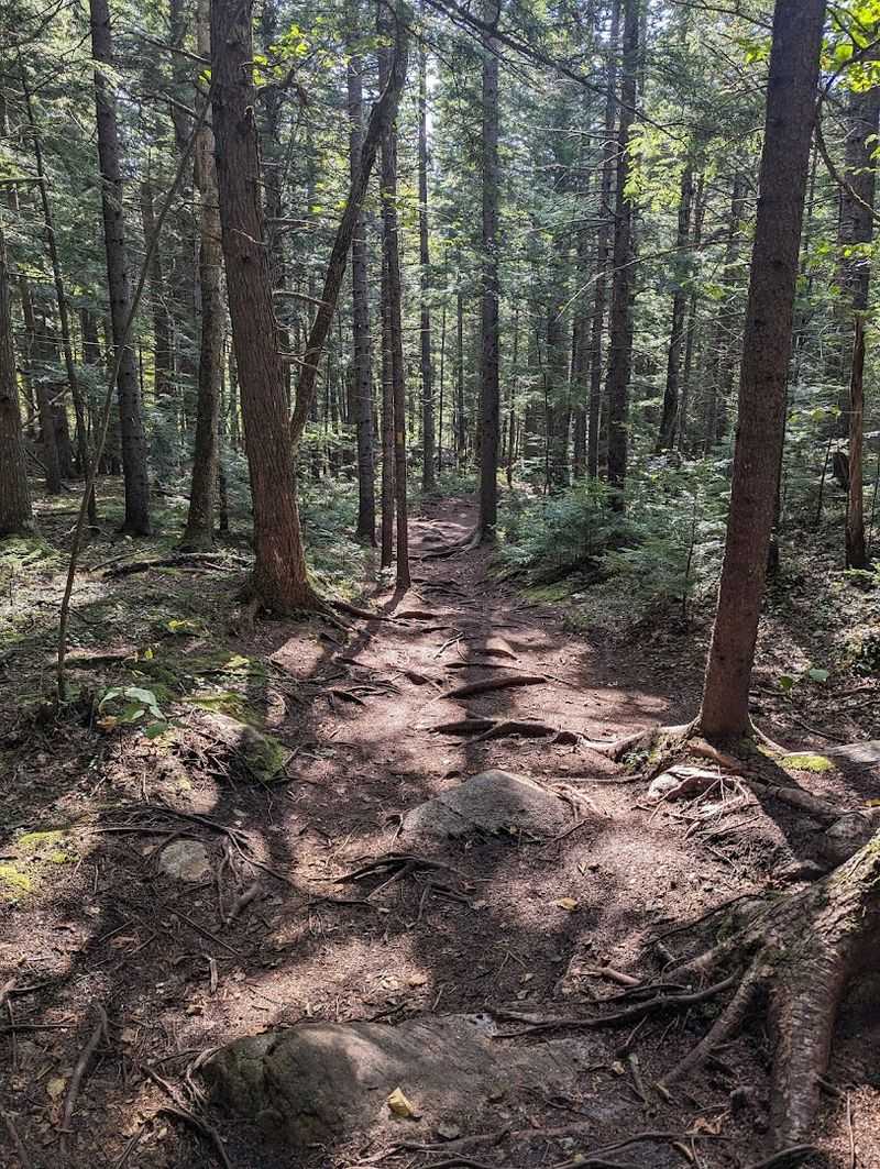 Dogs Are Welcome On The Trail
