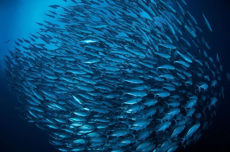 Sustainable Seafood Champions