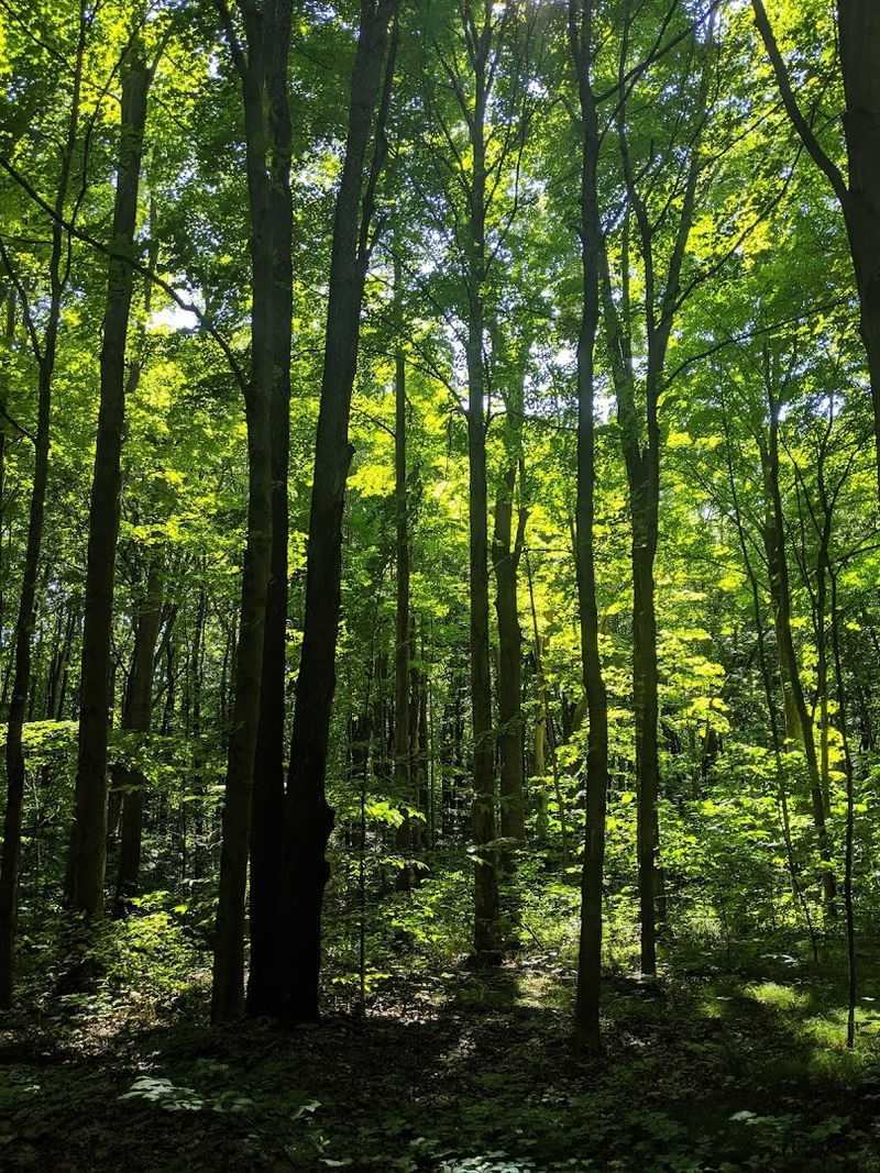 Warren Woods State Park, Three Oaks