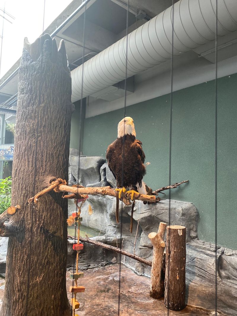 Feathered Surprises, Including A Bald Eagle Named Liberty