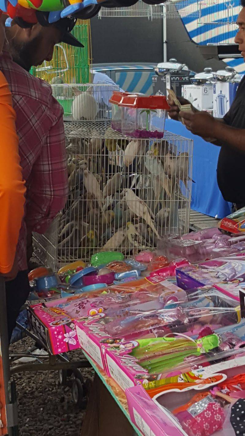 Feathers, Fur, And A Few Surprises In The Animal Area