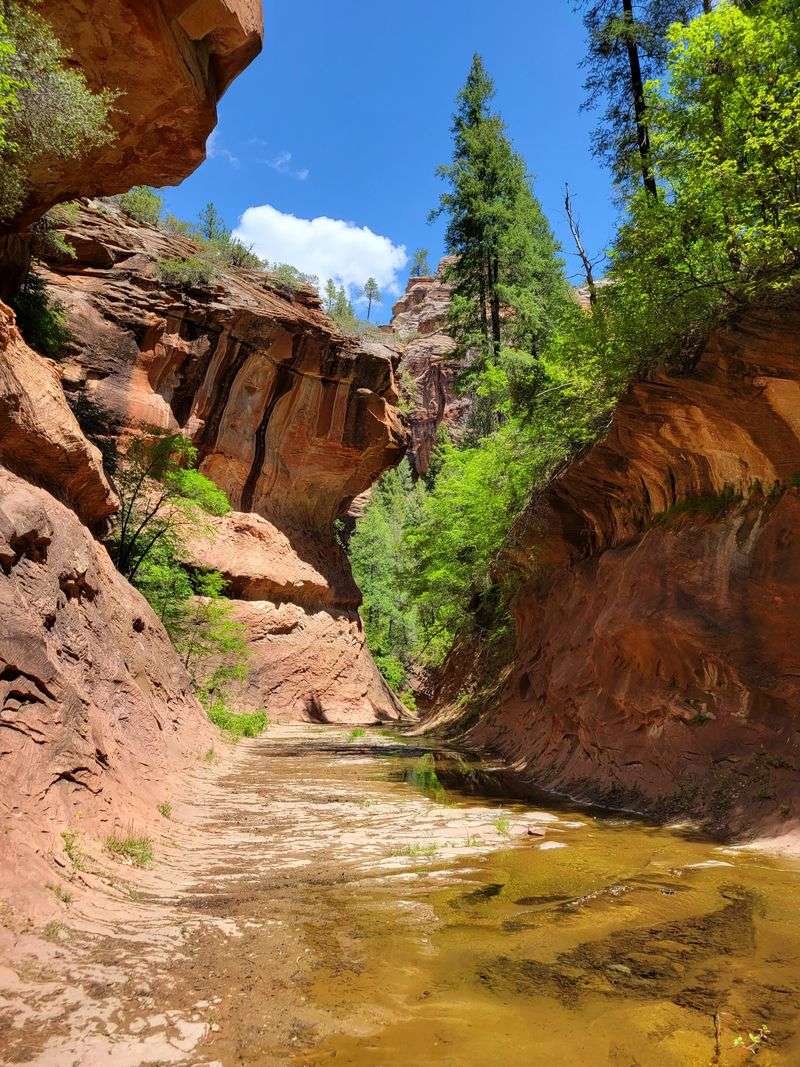 Forest Canopy That Shifts With The Seasons
