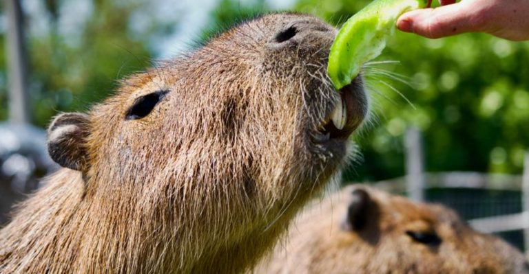 Feed A Capybara, Pet A Kangaroo, And Meet A Camel At This Hidden Arizona Ranch In Marana