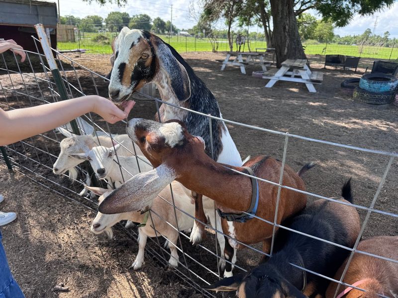 Feed Friendly Goats Until Your Hands Are Empty