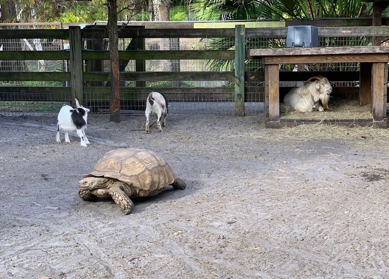 Explore The Walk-Through Zoo Included With Admission