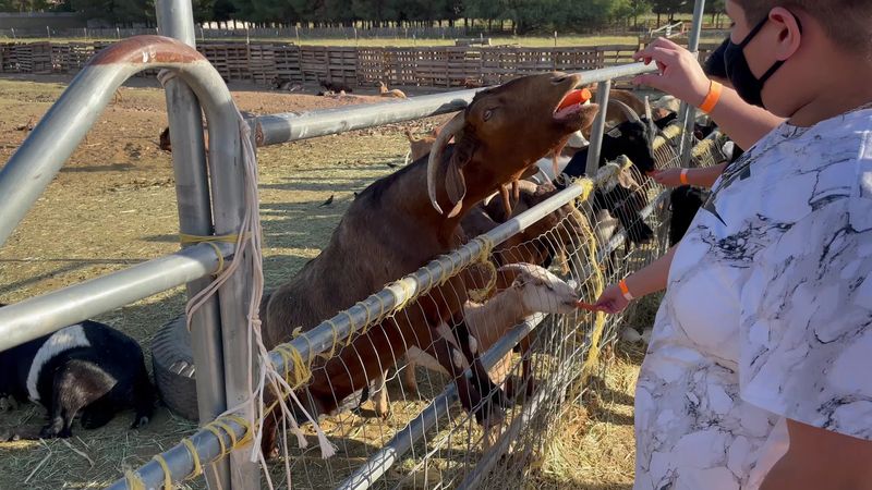 Feed Rescued Animals At Home Sweet Home Sanctuary