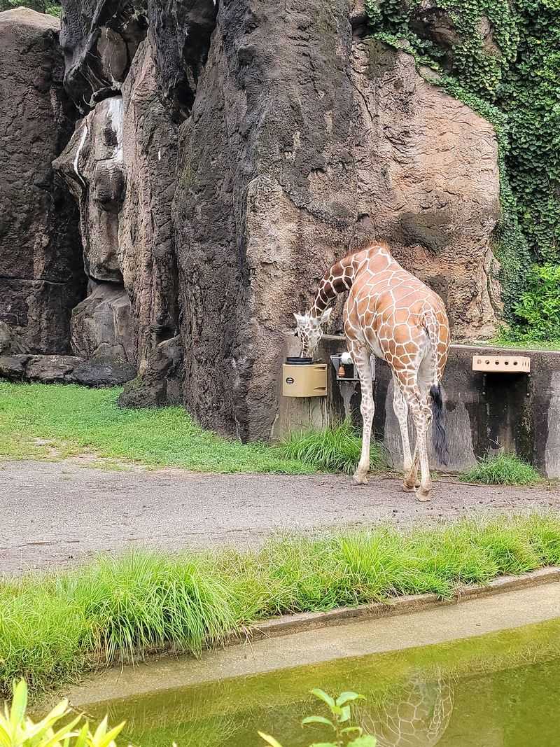 Feeding A Giraffe Costs Less Than Lunch Feeding A Giraffe Costs Less Than Lunch