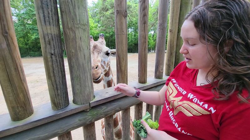 Feeding A Giraffe Feels Like Shaking Hands With A Skyscraper