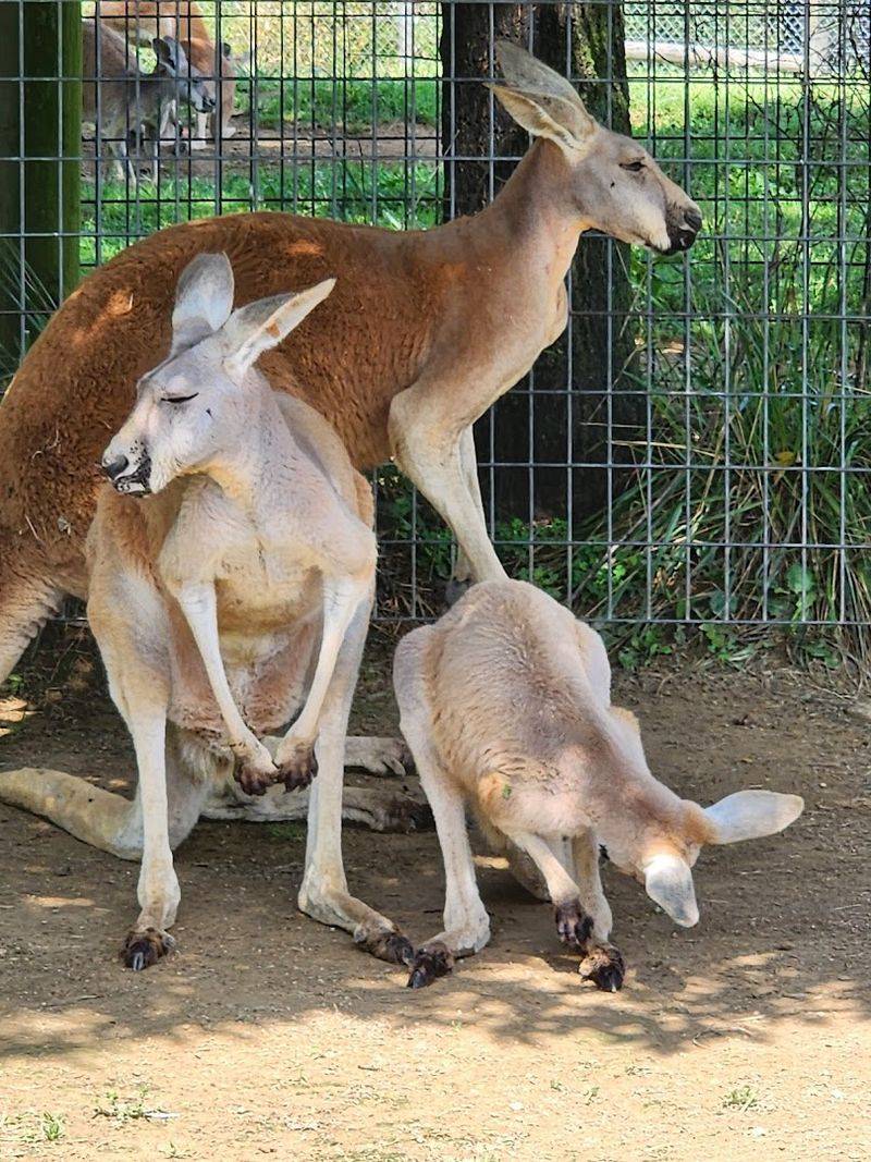 The Walk-Through Zoo Where Animals Are Basically Your Neighbors
