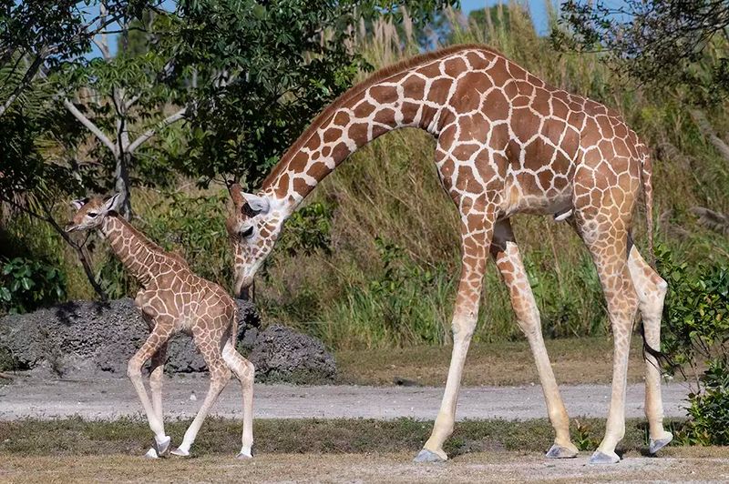 Feeding A Giraffe Up Close