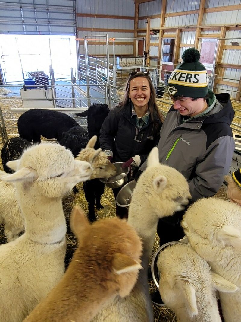 Feeding Alpacas Is As Fun As It Sounds