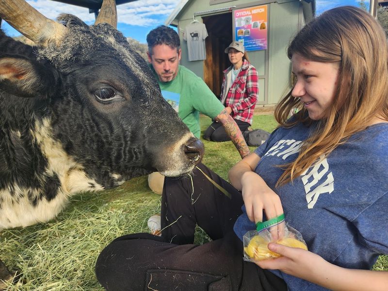 Feeding And Cuddling Highland Baby Cows