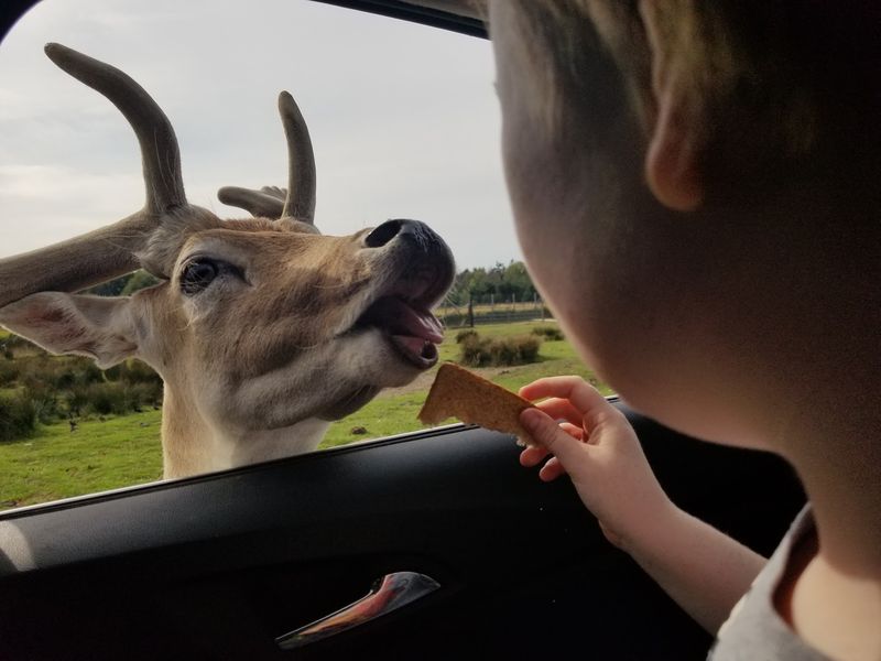 Feeding Animals Right From Your Car