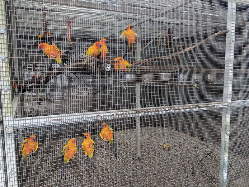 Feeding Colorful Birds From Your Hand