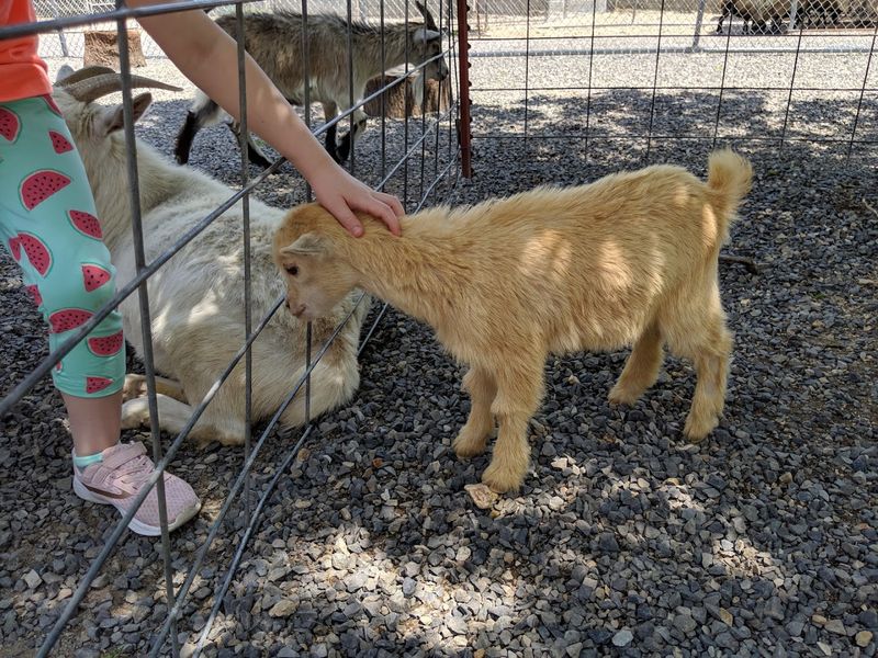 Hands-On Moments With Calm Barnyard Creatures