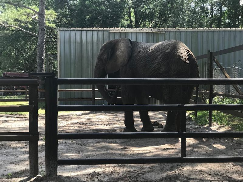 Elephant Rides Around A Compact Course