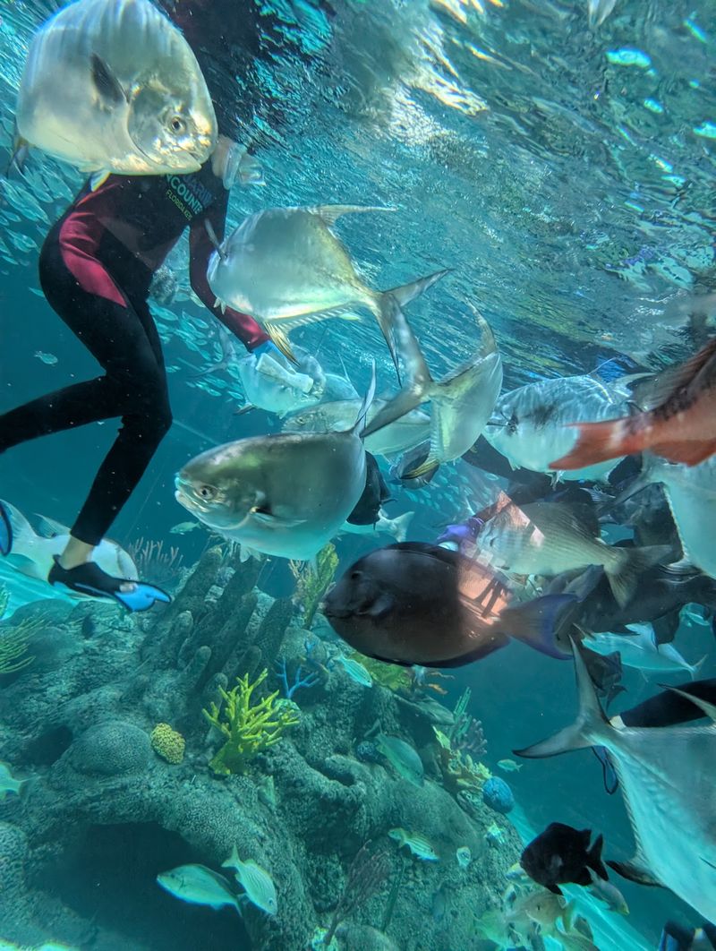 Feeding Fish And Even Sharks