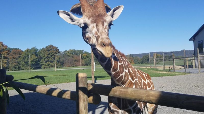 Feeding Giraffes By Hand