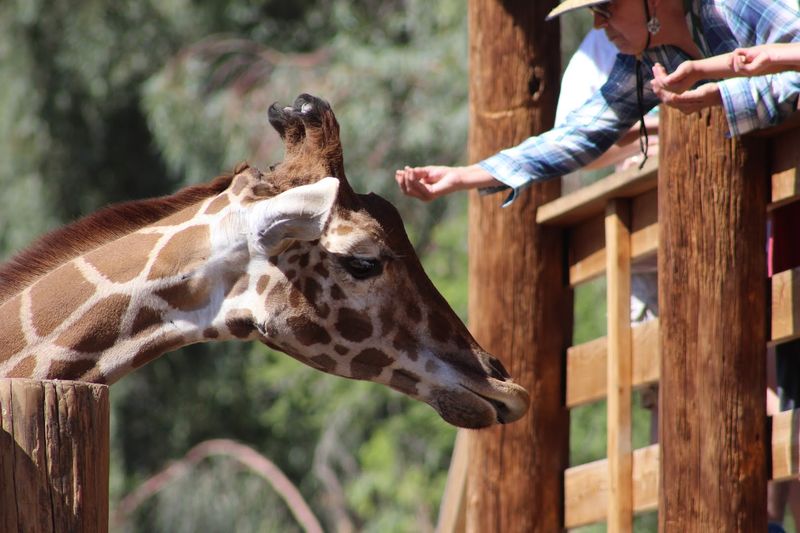 Feeding Giraffes, Parrots, And Stingrays Up Close Feeding Giraffes, Parrots, And Stingrays Up Close