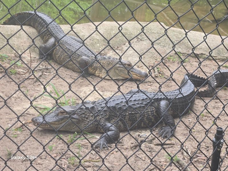 Feeding Opportunities Pop Up Throughout The Park
